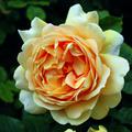 Strauchrose Golden Celebration