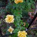 Rose 'Golden Showers', Rosa