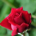 Rose 'Ingrid Bergman', Rosa 'Ingrid Bergmann'