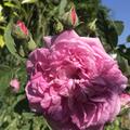 Rose Ispahan, Rosa