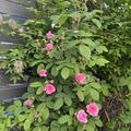 Rose Ispahan, Rosa