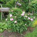 Rose 'Jacques Cartier', Rosa