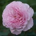 Rose 'James Galway', Rosa