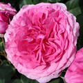 Beetrose 'Kaffe Fassett'