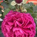 Rose 'Kaffe Fassett', Rosa 'Kaffe Fassett'