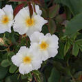 Englische Rose, Strauchrose, Rose, Austin Rose 'Kew Gardens' (korr)