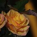 Rose 'La Parisienne', Rosa 'La Parisienne'