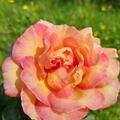 Rose 'La Parisienne', Rosa 'La Parisienne'