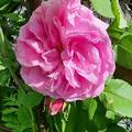 Rose 'La Reine Victoria', Rosa 'La Reine Victoria'