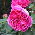 Rose 'Lady of Megginch'