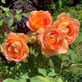 Rose Lady of Shalott, Rosa
