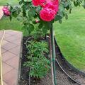 Rose Leonardo da Vinci, Rosa
