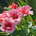 Rose 'Maestro Babylon Eyes'  , Rosa 'Maestro Babylon Eyes'