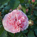Beetrose 'Mariatheresia', Rose, Tantau (korr)