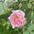Rose 'Mary Delany', Rosa Mary Delany