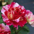 Malerrose Maurice Utrillo
