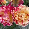 Rose Maurice Utrillo, Rosa