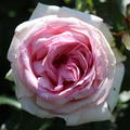 Edelrose 'Meine Rose'