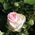 Edelrose 'Meine Rose'