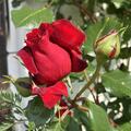Rose 'Messire Delbard', Rosa 'Messire Delbard'