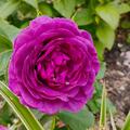 Rose 'Minerva', Rosa 'Minerva'