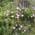 Rose 'Olivia Rose Austin', Rosa Olivia Rose Austin