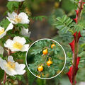Rose omeiensis Pteracantha (im grossen Container), Kombi