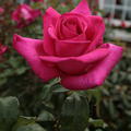 Rose Parole