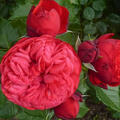 Rose Piano, fter blhende nostalgische Edelrose (korr)