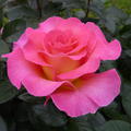 Rose Delbard Pink Paradise