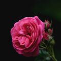 Rose 'Princess Anne', Rosa