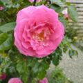 Rose 'Rene van Wegberg', Rosa 'Rene van Wegberg'