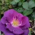 Rose 'Rhapsody in Blue', Rosa 'Rhapsody in Blue'