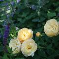 Rose 'Roald Dahl' , Rosa 'Roald Dahl'
