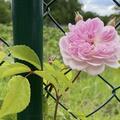 Rose 'Romantic Siluetta', Rosa 'Romantic Siluetta'
