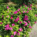 Rose 'Rotes Meer', Rosa rugosa 'Rotes Meer'