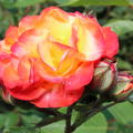 Rose Rumba