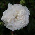 Ramblerrose Sander's White Rambler