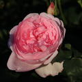 Englische Strauchrose 'Scepter d'Isle'