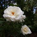 Rose 'Schneewittchen', Rosa 'Schneewittchen'