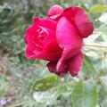 Rose 'Soul', Diese purpurviolette ADR-Nostalgierose duftet herrlich nach alten Rosen und kann nicht nur die Seele eines jeden Gartens werden, sondern sogar die Knigin desselben