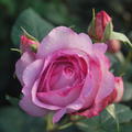 Rose Souvenir de Louis Amade 