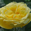 Rose Souvenir de Marcel Proust (korr)