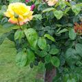 Rose Souvenir de Marcel Proust, Rosa