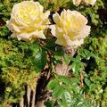 Rose 'Sterntaler' , Rosa  Sterntaler