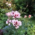 Rose 'Sweet Babylon Eyes', Rosa 'Sweet Babylon Eyes'