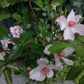 Rose 'Sweet Pretty', Rosa 'Sweet Pretty' 