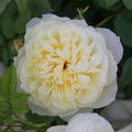 Englische Rose, Beetrose , Rose, Austin Rose 'The Country Parson' (korr)