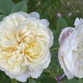 Rose 'The Country Parson', Rosa 'The Country Parson'