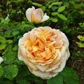 Rose 'The Lady Gardener', Rosa The Lady Gardener'